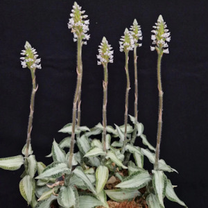 Other Genera: Aspidogyne (Apg) argentea