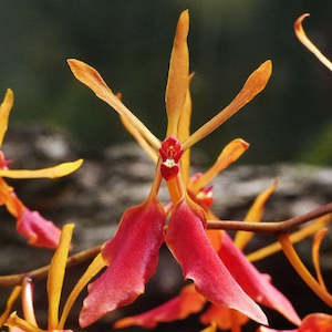 Other Genera: Renanthera vietnamensis (FLASK)