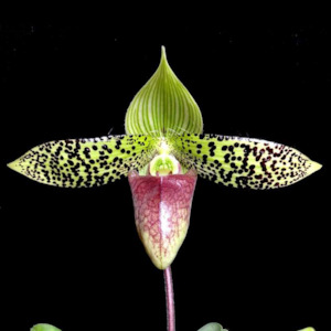 Paph. sukhakulii x sib (FLASK)