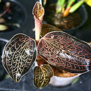 Anoectochilus burmannicus  (FLASK)