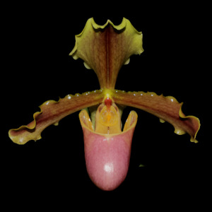 Paph. x herrmannii