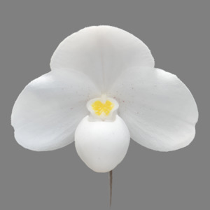 Paph. thaianum x sib