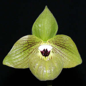 Paph. Regcan Sanfan (malipoense x micranthum)