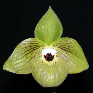 Other Genera: Paph. malipoense 'Bear 97' x 'Super Bear'