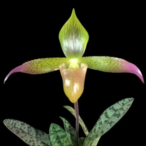 Other Genera: Paph. lunatum x sib