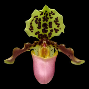 Other Genera: Paph. henryanum x sib