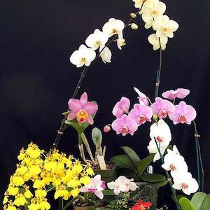 Accessories: Tuckers Orchids Gift Card/Voucher