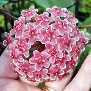 Hoyas: Hoya sp. 'Ban Ngong Ngoy'