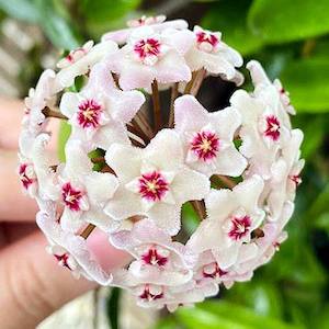 Hoya Shepherdell