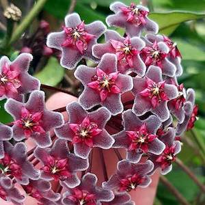 Hoyas: Hoya pubicalyx 'Red Buttons'