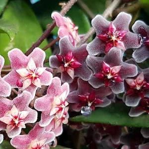 Hoyas: Hoya pubicalyx 'Black Boy'