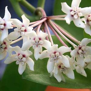 Hoya australis