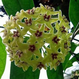 Hoyas: Hoya nicholsoniae