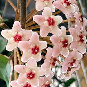 Hoyas: Hoya carnosa var. tricolor albomarginata