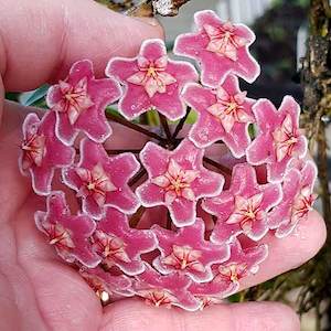 Hoyas: Hoya skinneriana