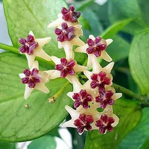 Hoya polyneura
