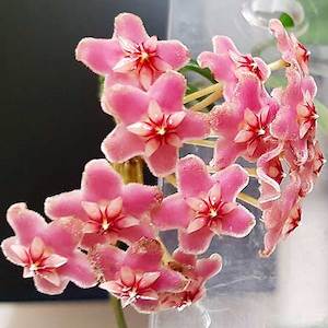 Hoya pubicalyx 'Pink Susi'