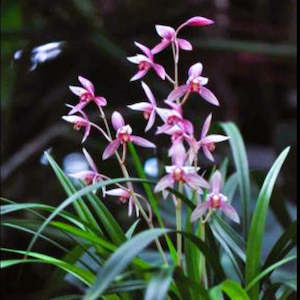 Cymbidiums: Cymbidium ensifolium 'Shi Chang Hong' (FLASK)