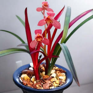Cymbidiums: Cymbidium ensifolium 'Violet' (FLASK)