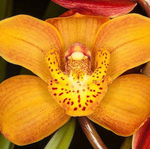 Cym. (Eastern Prinses x Coratea) x Babylon 'Castle Hill' (FLASK)