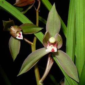 Cymbidiums: Cym. Goerin Elf