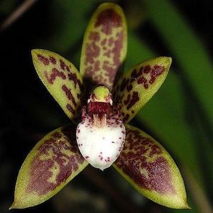 Cym. Spark Sprite (Remake)