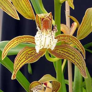 Cymbidiums: Cym. tracyanum x self