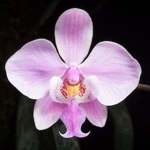 Phalaenopsis Moth Orchids 1: Phal. schilleriana 'TKB' (FLASK)