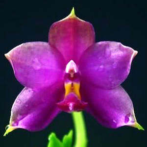 Phalaenopsis Moth Orchids 1: Phal. violacea var coerulea 'KF-lan' x self