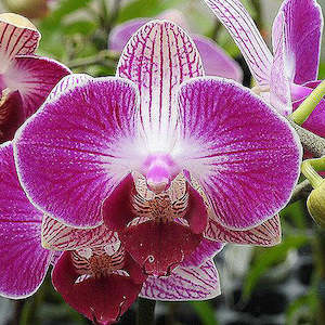 Phal. Dragon Tree Paradise BJM2