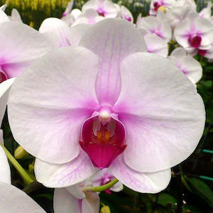 Phal. First Love