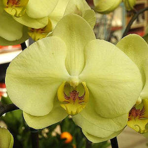 Phalaenopsis Moth Orchids 1: Phal. Star Green Beauty