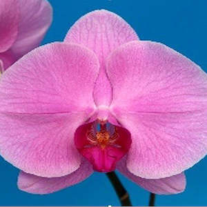 Phalaenopsis Moth Orchids 1: Phal. Ming Hsing Harmony