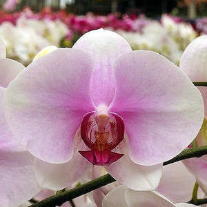Phalaenopsis Moth Orchids 1: Phal. Gu Keng Beauty