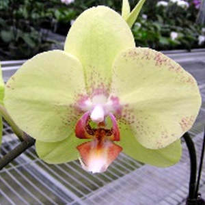Phal. King Car Yellow Apple