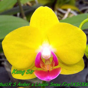 Phalaenopsis Moth Orchids 1: Phal. KS Little Yellow