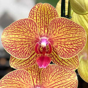 Phal. KV Beauty 'Zhen-Yu'