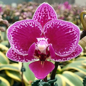 Phal. Chia E Yenlin 'Varigated'