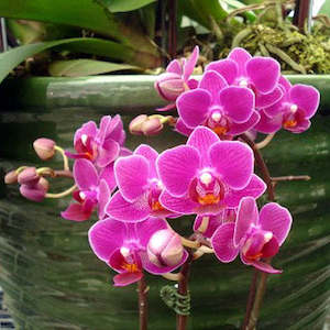 Phal. Sogo Yenlin 'Coffee'