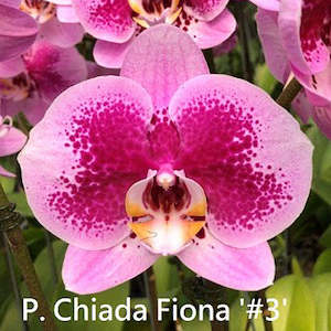 Phal. Chiada Fiona '#3'