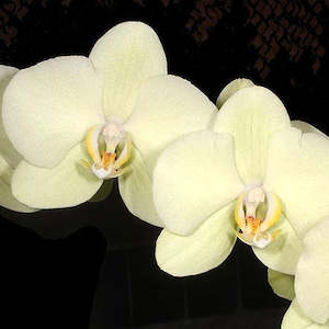 Phal. Unimax Moonight