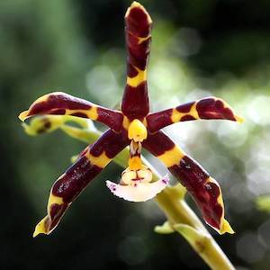 Phalaenopsis Moth Orchids 1: Phal. mannii x sib (Dark) P2004