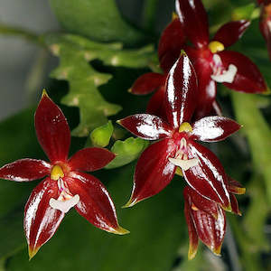 Phalaenopsis Moth Orchids 1: Phal. cornu-cervi var. vini 'Wan-Kou' (MC) PM235