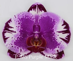 Phal. MS Purple Mask