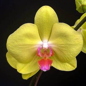 Phal. Fuller's Sunset JB2035