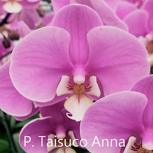 Phal. Taisuco Anna DSH04