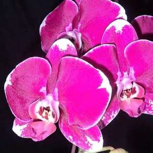 Phalaenopsis Moth Orchids 1: Phal. Fuller's 3545 'Iowa FL89195' AM/AOS