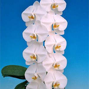 Phalaenopsis Moth Orchids 1: Phal. Sogo Yukidian