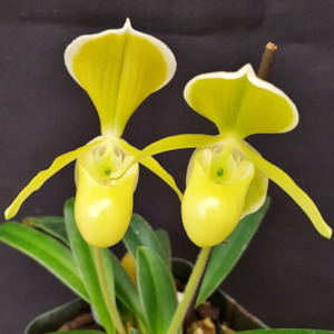 Paph. helenae fma. album