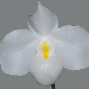 Species: Paph. delenatii fma. alba